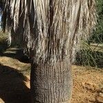 Washingtonia filifera Кара