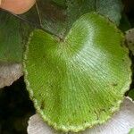 Adiantum reniforme Лист