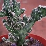 Cereus spegazzinii Leaf