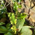 Galpinia transvaalica Leaf
