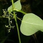Cissampelos andromorpha Λουλούδι