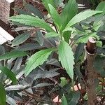 Cunonia capensis Hoja