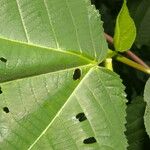 Urera fenestrata Yaprak