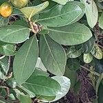 Corynocarpus laevigatus Folha