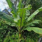 Ensete ventricosumLeaf