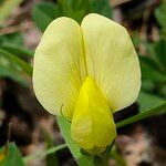 Lotus edulis Flower