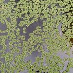 Azolla filiculoides Lapas