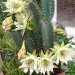 Cereus hexagonusЦвят