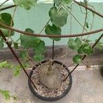 Pyrenacantha malvifolia Deilen