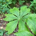 Podophyllum peltatum Lapas