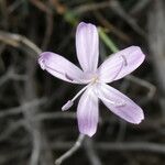 Dianthus pyrenaicus Květ