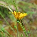 Krigia dandelion Bloem