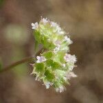 Valerianella coronata Kukka