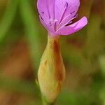 Petrorhagia prolifera Fiore