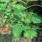 Phyllanthus urinaria Blad