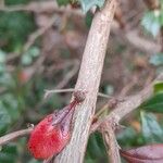 Berberis darwinii Bark