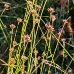 Rhynchospora alba Hábitos