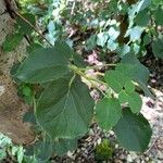 Hydrangea petiolaris Φύλλο