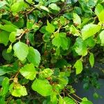 Betula humilis Leaf