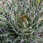 Agave polianthiflora Hoja