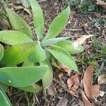 Agave attenuata পাতা