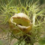 Eragrostis stolonifera
