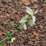 Salvia viridis Leaf