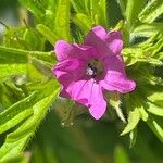 Geranium dissectum Цветок