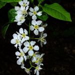 Prunus padus फूल