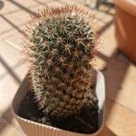 Mammillaria spinosissima Frunză