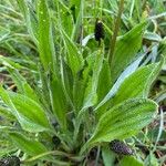 Plantago atrata Blad