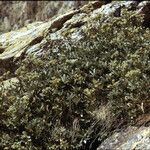 Potentilla valderia Libunga