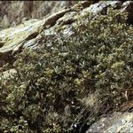 Potentilla valderia Habit