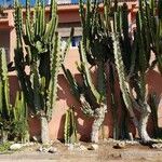 Euphorbia ingens List