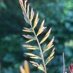 Catapodium rigidum Hoja