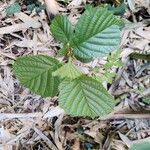 Corylus cornuta 叶