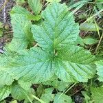 Rubus saxatilis 叶