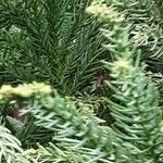 Cryptomeria japonica পাতা