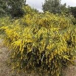 Genista florida Habit