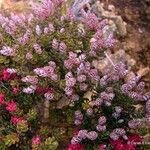 Cyathopsis floribunda Hábito