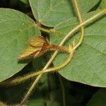 Calopogonium mucunoides Leaf