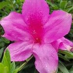 Rhododendron pulchrum Flower