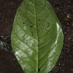 Psychotria alatipes Leaf