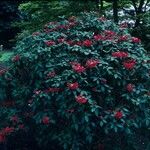 Rhododendron sanguineum Habitat