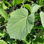 Abutilon pannosum Foglia