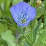 Linum usitatissimumCvet