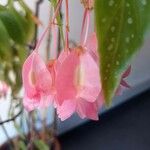 Begonia maculataफूल