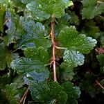 Ribes alpinum Yaprak