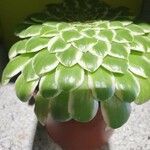 Aeonium tabulaeforme Lapas