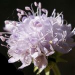 Succisella inflexa Flower